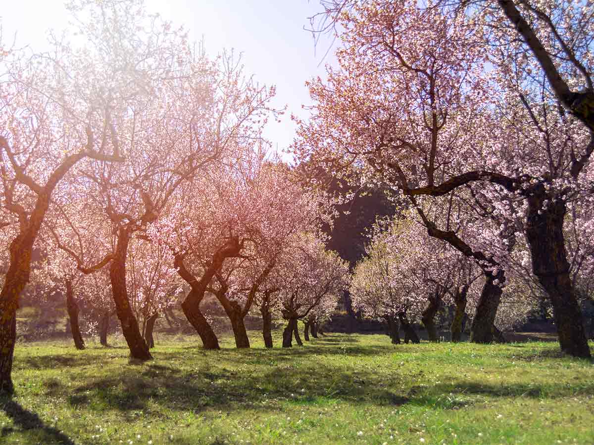 origen-de-los-almendros