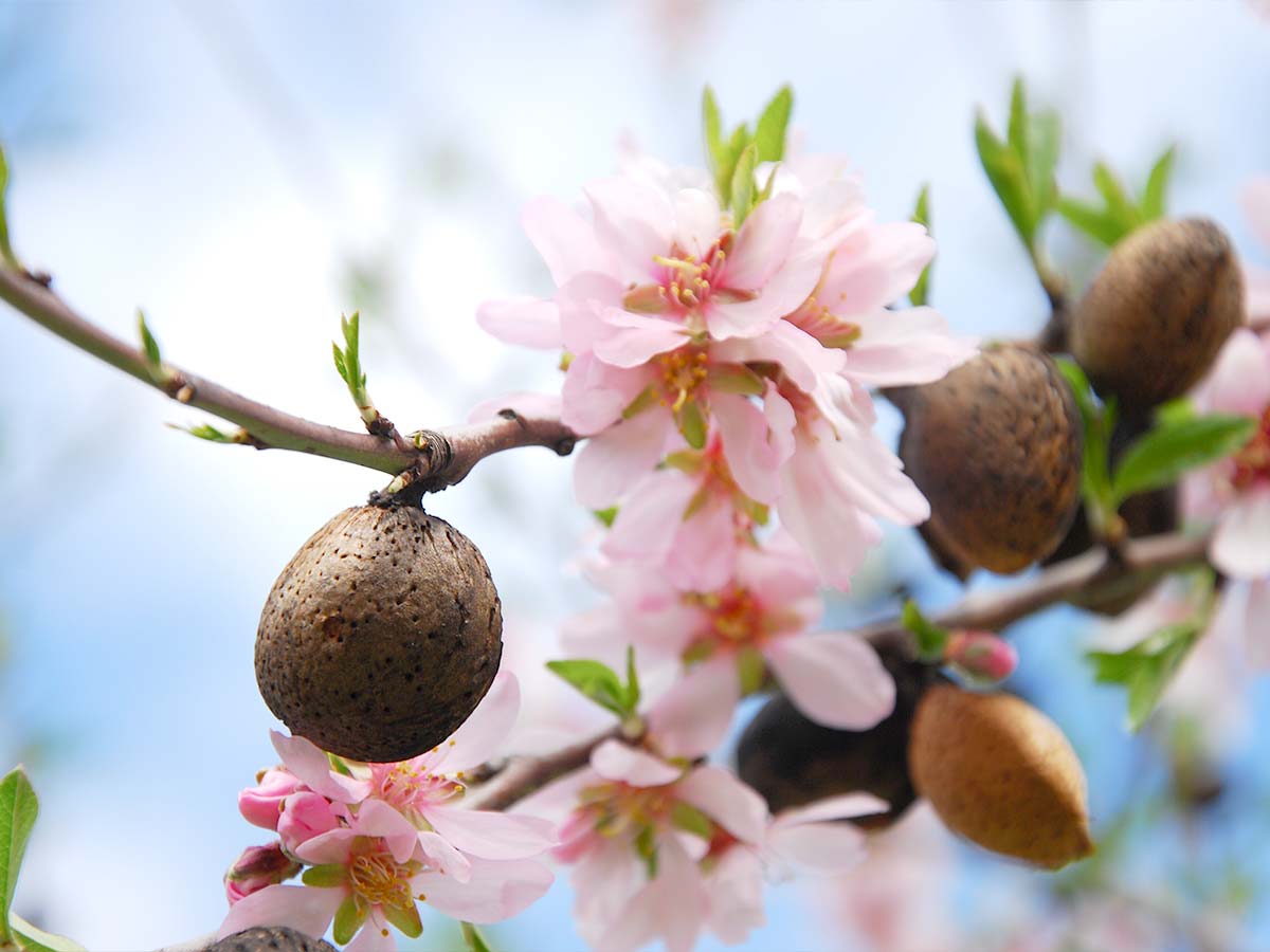 rama-almendro-con-almendras